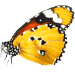 https://dealbeute.de/wp-content/uploads/2019/08/butterfly.png